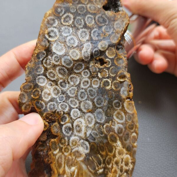 Fossilized Coral Slab C1263 (unpolished)