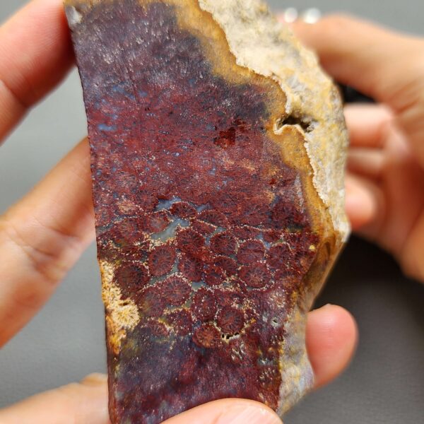 Fossilized Coral Slab C1258 (unpolished)