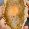 Fossilized Coral Slab C1264 (unpolished)