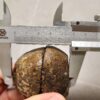 20260711_172000 Zhanguo Red Agate Pair Stone (unpolished) ZR057