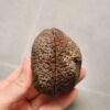 20260711_172201 Zhanguo Red Agate Pair Stone (unpolished) ZR058