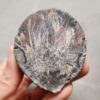 Zhanguo Red Agate Pair Stone (unpolished) ZR059