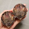 Zhanguo Red Agate Pair Stone (unpolished) ZR059
