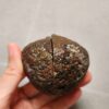 Zhanguo Red Agate Pair Stone (unpolished) ZR059