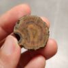 Zhanguo Red Agate Pair Stone (unpolished) ZR063