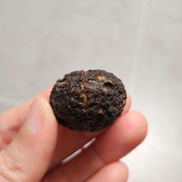 Zhanguo Red Agate Pair Stone (unpolished) ZR063