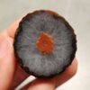 Zhanguo Red Agate Pair Stone (unpolished) ZR066
