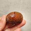 Zhanguo Red Agate Pair Stone (unpolished) ZR067