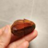 Zhanguo Red Agate Pair Stone (unpolished) ZR067