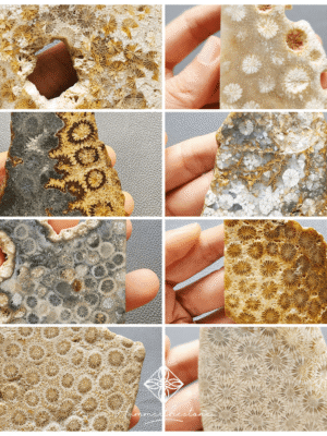 0821縮 Polished Fossilized Coral Slab #3