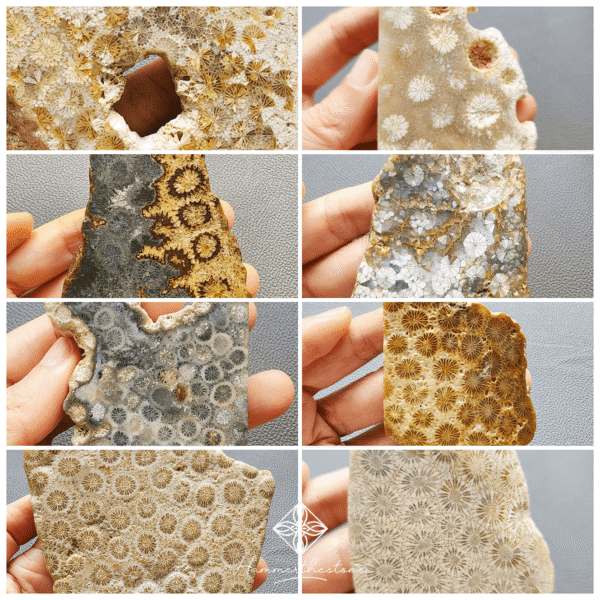 0821縮 Polished Fossilized Coral Slab #3