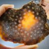 Fossilized Coral Slab C1305