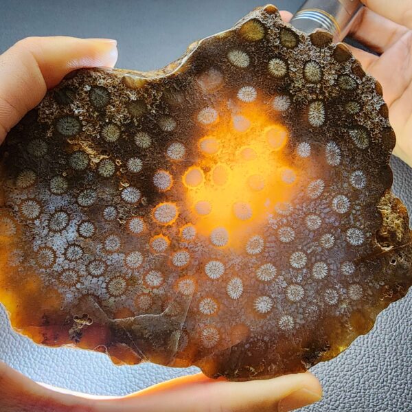 Fossilized Coral Slab C1305