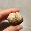 20260725_170502 Zhanguo Red Agate Pair Stone (unpolished) ZR079