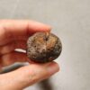 20260726_153536 Zhanguo Red Agate Pair Stone (unpolished) ZR080