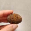 20260726_153856 Zhanguo Red Agate Pair Stone (unpolished) ZR081