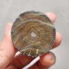 20260726_154012 Zhanguo Red Agate Pair Stone (unpolished) ZR082