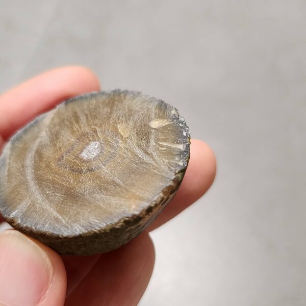 20260726_154018 Zhanguo Red Agate Pair Stone (unpolished) ZR082