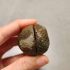 20260726_154145 Zhanguo Red Agate Pair Stone (unpolished) ZR082