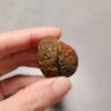 20260726_154826 Zhanguo Red Agate Pair Stone (unpolished) ZR083