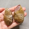 20260726_155359 Zhanguo Red Agate Pair Stone (unpolished) ZR085
