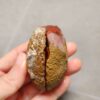 20260726_155407 Zhanguo Red Agate Pair Stone (unpolished) ZR085