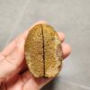 20260726_155418 Zhanguo Red Agate Pair Stone (unpolished) ZR085
