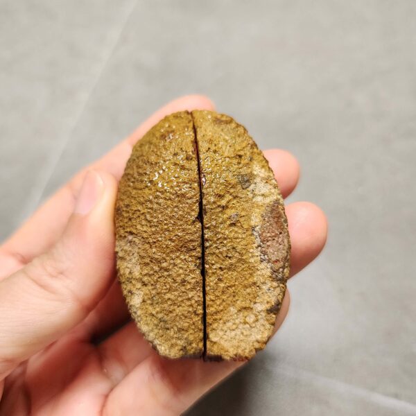 20260726_155418 Zhanguo Red Agate Pair Stone (unpolished) ZR085