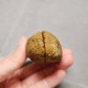 20260726_155421 Zhanguo Red Agate Pair Stone (unpolished) ZR085