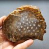 Fossilized Coral Slab C1305