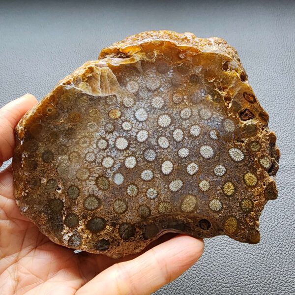 Fossilized Coral Slab C1305