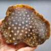 Fossilized Coral Slab C1305