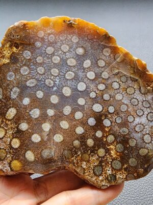 20260727_134603 Fossilized Coral Slab C1305