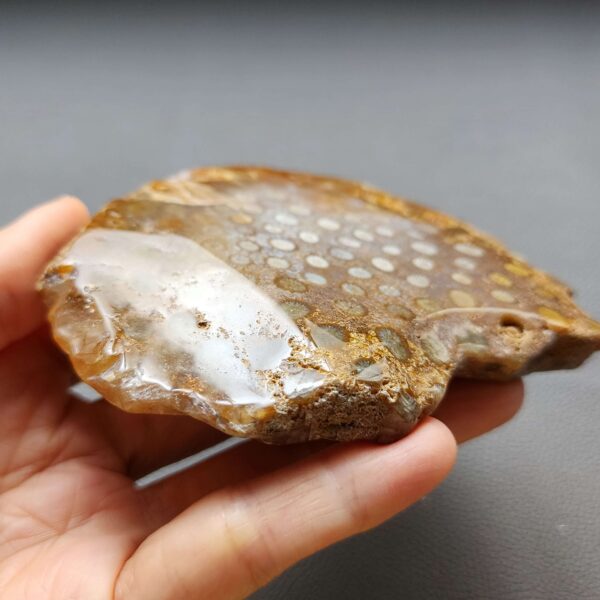 Fossilized Coral Slab C1305