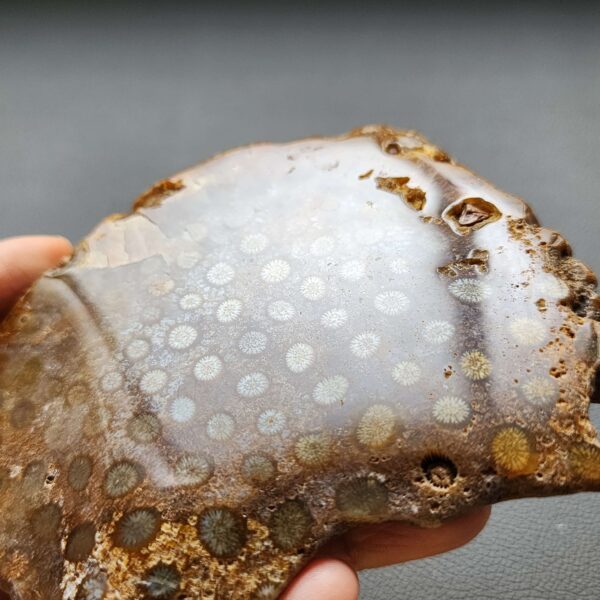 Fossilized Coral Slab C1305