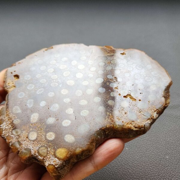 Fossilized Coral Slab C1305
