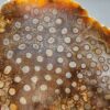 Fossilized Coral Slab C1305