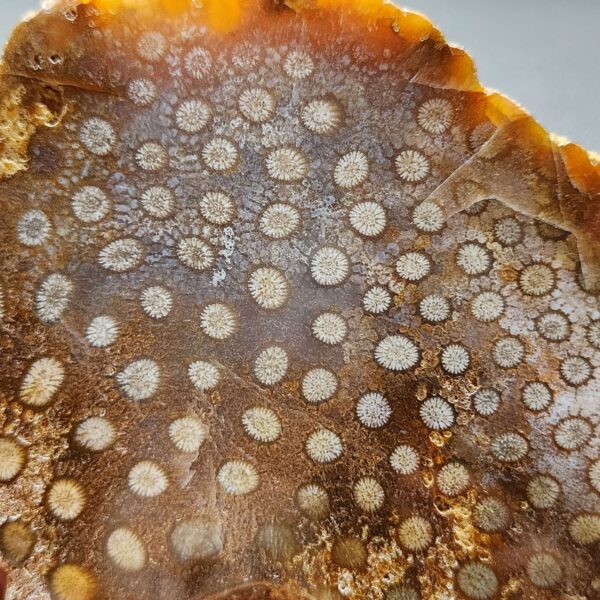 Fossilized Coral Slab C1305