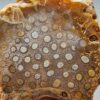 Fossilized Coral Slab C1305
