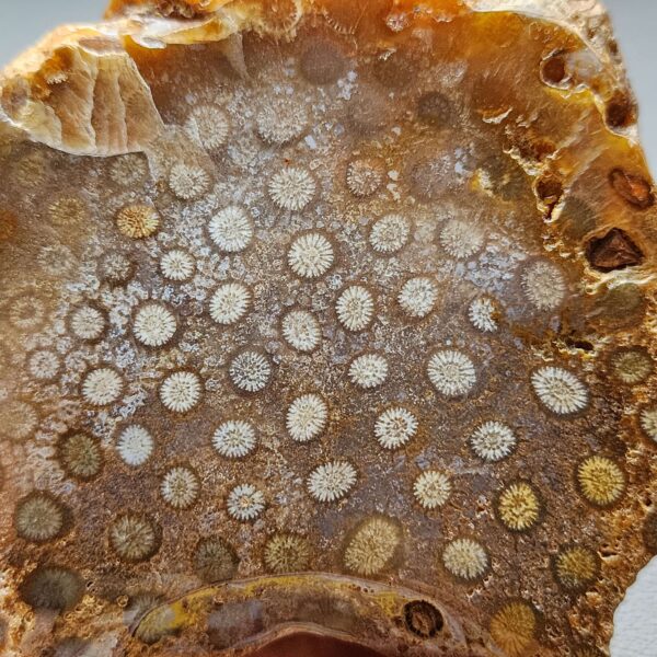 Fossilized Coral Slab C1305