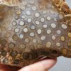 Fossilized Coral Slab C1305