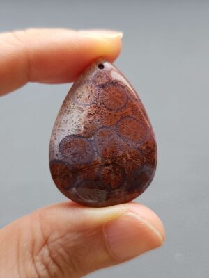 Fossilized Coral C1309