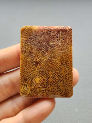Fossilized Coral C1310