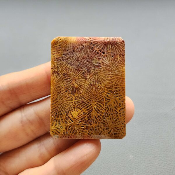 20260727_135423 Fossilized Coral C1310
