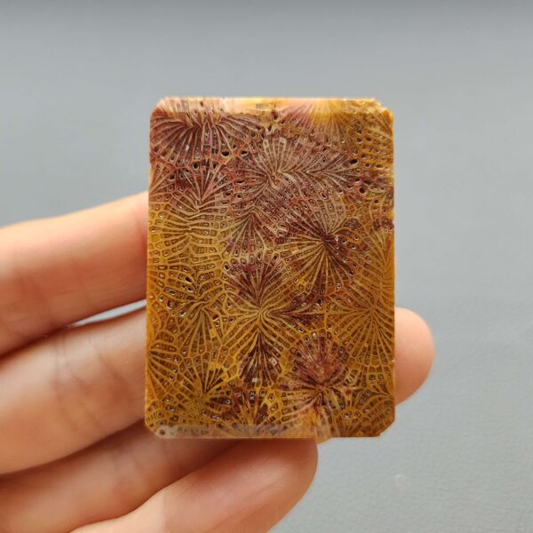 20260727_135429 Fossilized Coral C1310