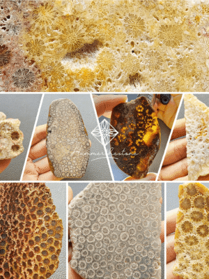 20260819縮 Polished Fossilized Coral Slab #1