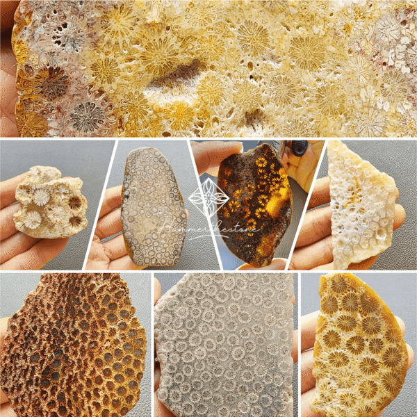 20260819縮 Polished Fossilized Coral Slab #1