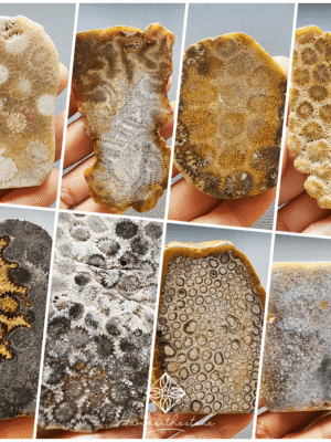 20260820S Polished Fossilized Coral Slab #2