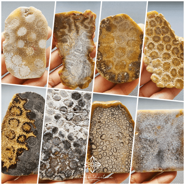 20260820S Polished Fossilized Coral Slab #2