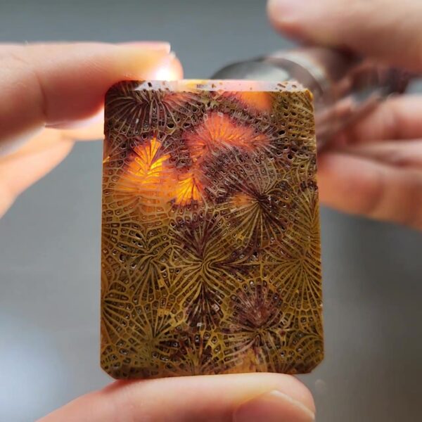 25 - frame at 0m25s Fossilized Coral C1310